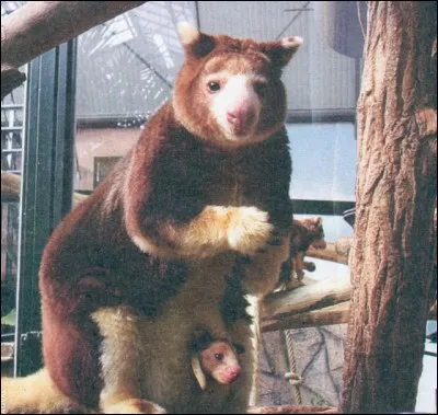 Combien y a-t-il eu de naissance(s) de dendrolague(s) de Matschie en Europe au 21e siècle ?