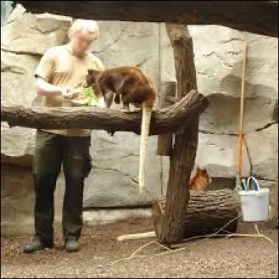 Quel(s) a(sont) été le(s) premier(s) zoo(s) entre Beauval, Cologne et Duisburg à présenter et posséder cette espèce ?