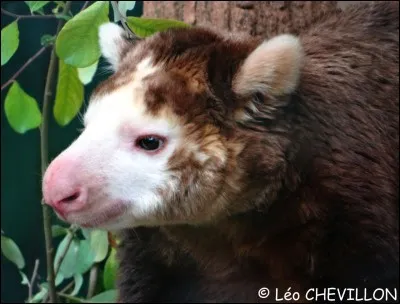 Mais qu'est-ce qu'un dendrolague ?