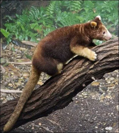 Quel est le mode de vie des dendrolagues de Matschie en captivité et dans la nature ?