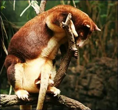 Quelle est l'époque de reproduction des dendrolagues ?