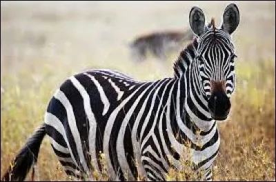 Quel est cet animal qui n'est pas blanc avec des rayures noires, mais noir avec des rayures blanches ?
