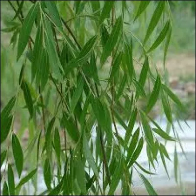 Mais à quel arbre appartiennent ces feuilles ?