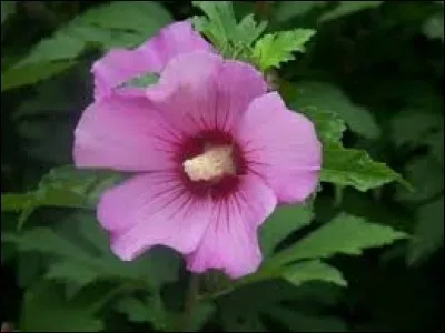 Quelle est cette fleur, originaire des régions tempérées d'Extrême-Orient ?