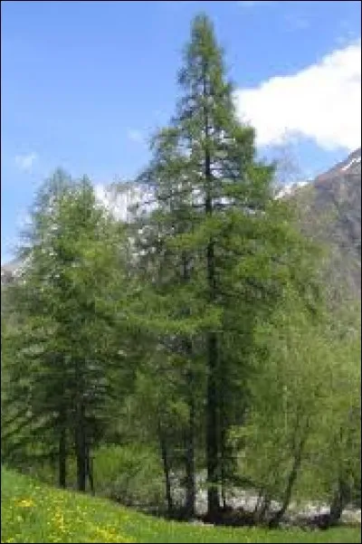 Quel est cet arbre, aussi appelé pin de Briançon ?