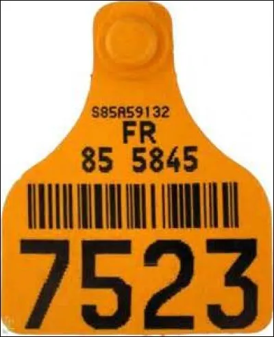 En général où se place la boucle d'identification d'un animal domestique ?