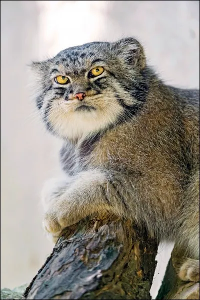 Quel est ce chat sauvage ?