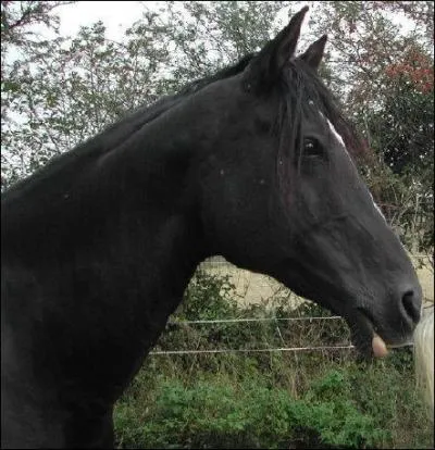 Quel est le nom de cette robe ?