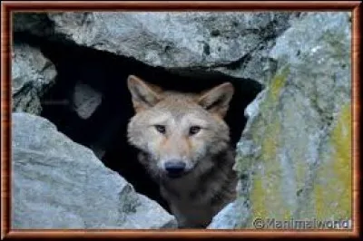 Qu'est-ce que la vesse-de-loup ?