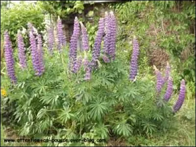 Quel est l'autre nom de l'herbe de loup ?
