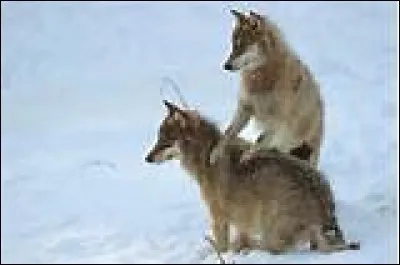 Dans une meute de loups, qu'est-ce que l'oméga ?