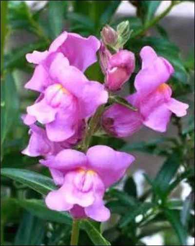 Quel est l'autre nom de la gueule de loup ?