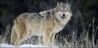 Combien de poésies ayant pour thème principale le loup Jean de la Fontaine a-t-il écrites ?