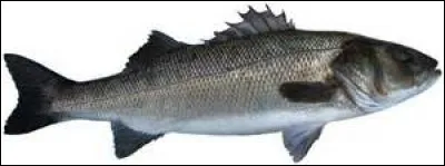 Quel est l'autre nom de ce poisson nommé "loup" ?