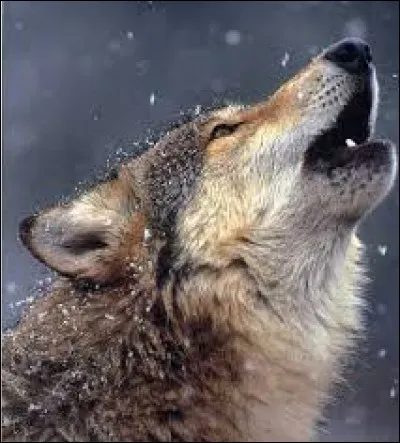 Dans "Les Trois petits cochons" de quoi est faite la seule maison qui résiste au Grand Méchant loup ?