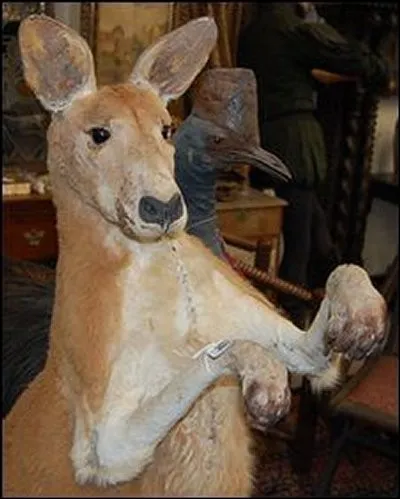 Que fait souvent cet animal aux longues pattes ?