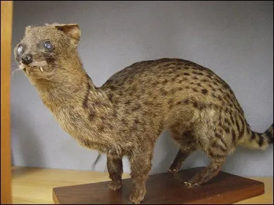 Les yeux de cette __ sont étranges.