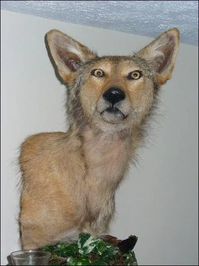 Quelle partie du loup voyez-vous sur cette image ?