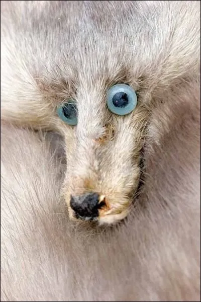 Quelle partie du corps de ce lévrier a une taille étrange ?