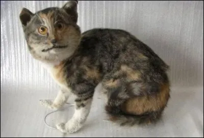 Quel est cet animal ?