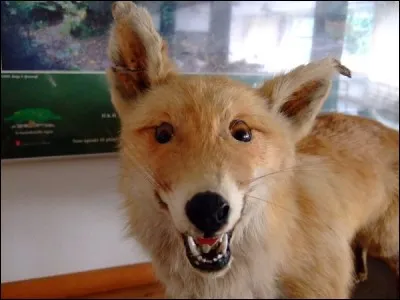 Quel bruit le chien fait-il ?