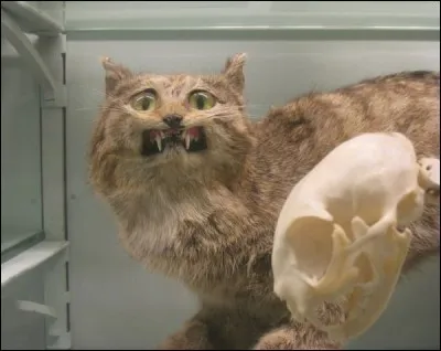 Lequel de ces animaux le chat adore-t-il attraper ?