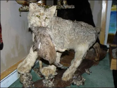 Comment dit-on "chat" en anglais ?