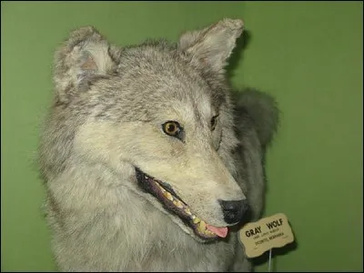 D'après l'étiquette, quelle est cette bête ?