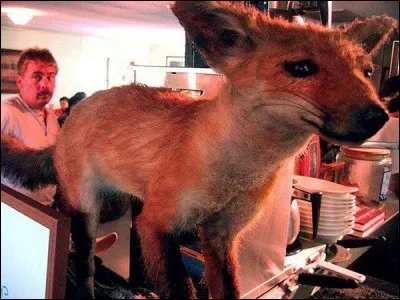 Cet animal est un renard ; laquelle des parties de son corps est blanche ?