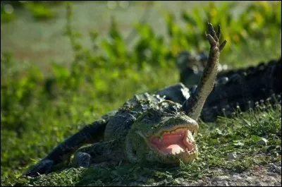 Chasser les importuns d'une chiquenaude !