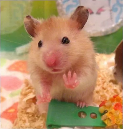 On peut le faire au basket, sans risquer de se prendre une baffe !