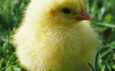 Quiz Animaux