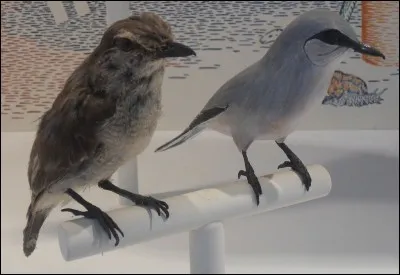 Comment s'appelle cette espèce d'oiseau forestier endémique de l'île de La Réunion ?