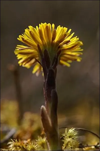 Quel est l'autre nom du pas-d'âne ?