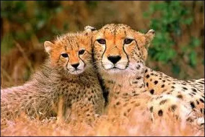 Sa vitesse de course peut atteindre 110 km/h.