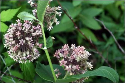 L'asclépiade, fibre des rois permet de confectionner des tissus.