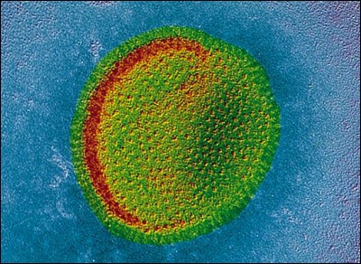 La grippe est due à 3 virus dont les possibilités de mutation sont infinies.