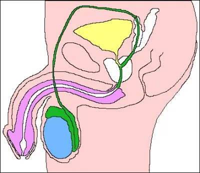 Le canal référent est chez les mammifères le canal qui permet aux spermatozoïdes de sortir des testicules.