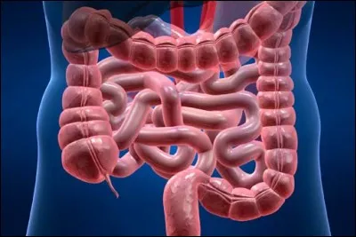 On a créé un morceau d'intestin humain avec des cellules souches.