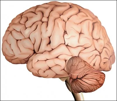 La partie du cerveau qui régule le mouvement et la position est "le thalamus"