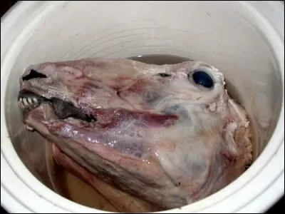 Dégoûté, vous refusez aimablement (ou pas) la proposition du cuisinier cambodgien, et vous décidez de prendre quelque chose de plus classique : du mouton. Ou plus particulièrement...