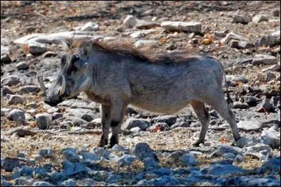 Votre voisine de droite ne rêve que de manger la partie la plus goûteuse du phacochère selon les habitants de Namibie. Curieux, vous lui demandez de quelle partie il s'agit. Que vous répond-elle ?