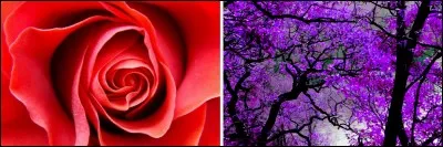 L'association d'une peinture rouge et d'une autre violette donne...