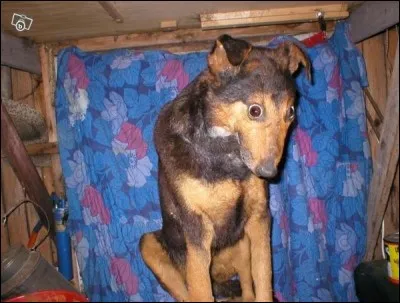 Quel est cet animal ?