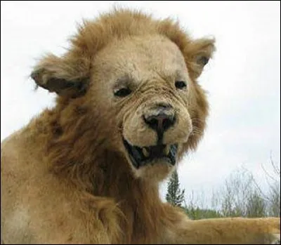 Le petit du lion est le :