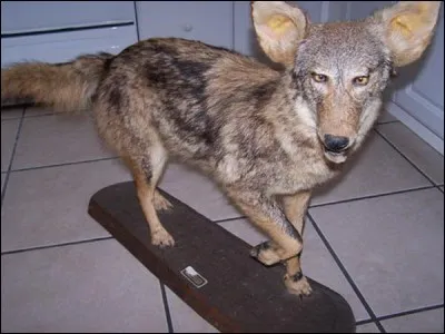 Quel est cet animal ?