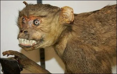 D'après la légende, quel fruit le singe aime-t-il ?