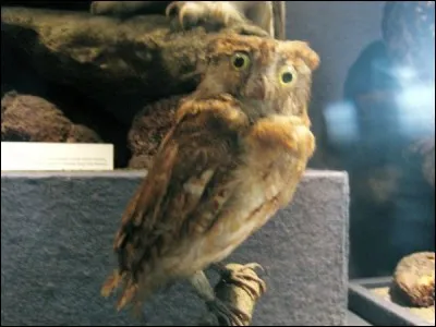 Quand la chouette est-elle la plus active ?