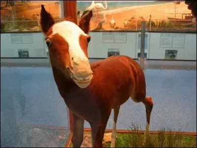 Quel sport consiste à monter à cheval ?