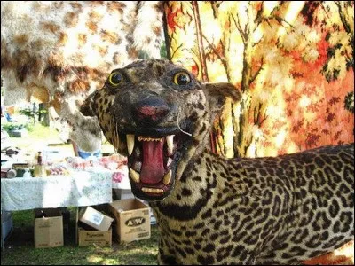 Quelle est cette bête ?